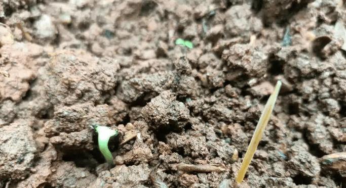 向日葵种植的步骤和技巧是什么？