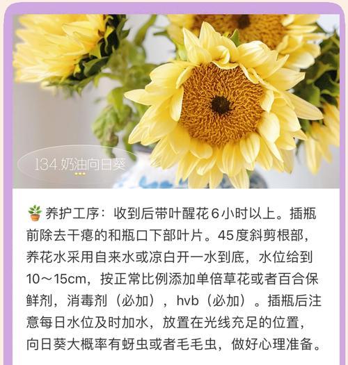 向日葵种植的步骤和技巧是什么？