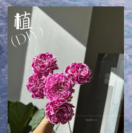 康乃馨如何正确养护？常见问题有哪些？