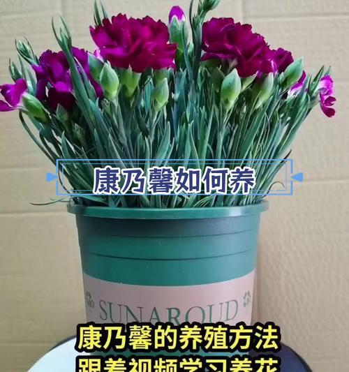 康乃馨如何正确养护？常见问题有哪些？