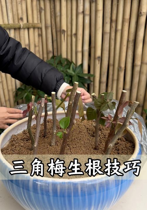 三角梅插扦方法是什么？如何提高成活率？