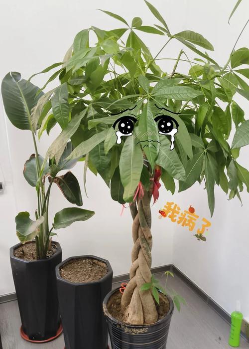树木烂根的处理方法是什么？如何预防和解决树木烂根问题？