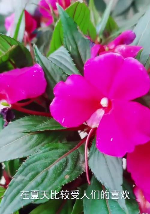 凤仙花的开花时间和养护技巧是什么？