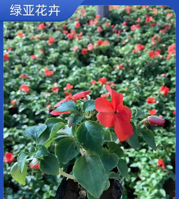 凤仙花的开花时间和养护技巧是什么？