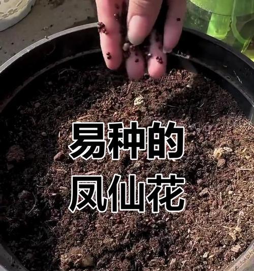 凤仙花的开花时间和养护技巧是什么？