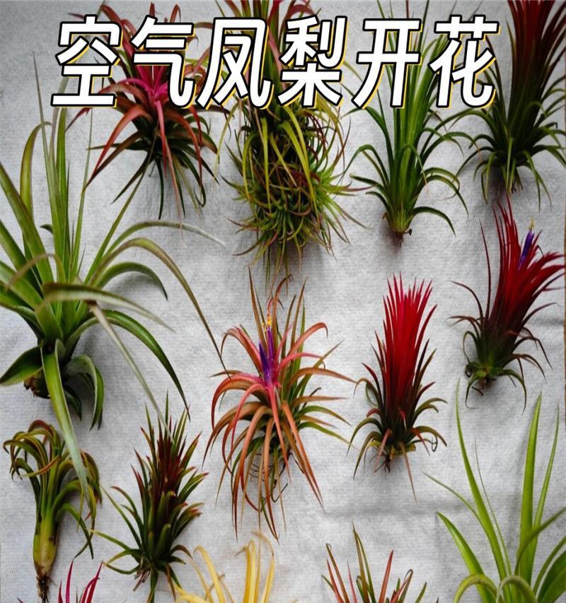 空气凤梨繁殖的简单方法是什么？如何快速繁殖出更多的空气凤梨？