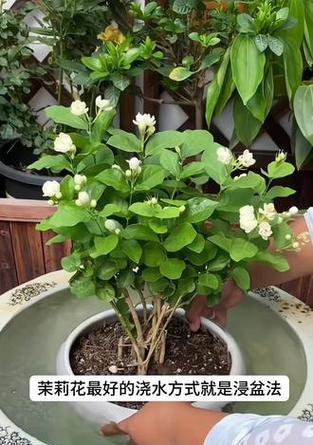 茉莉花浇水的正确频率和量是多少？