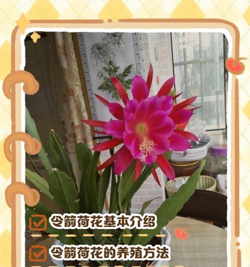 荷花的施肥方法是什么？荷花施肥需要注意哪些问题？