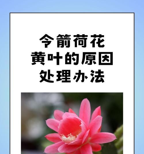 荷花的施肥方法是什么？荷花施肥需要注意哪些问题？