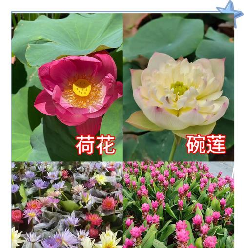 荷花的施肥方法是什么？荷花施肥需要注意哪些问题？