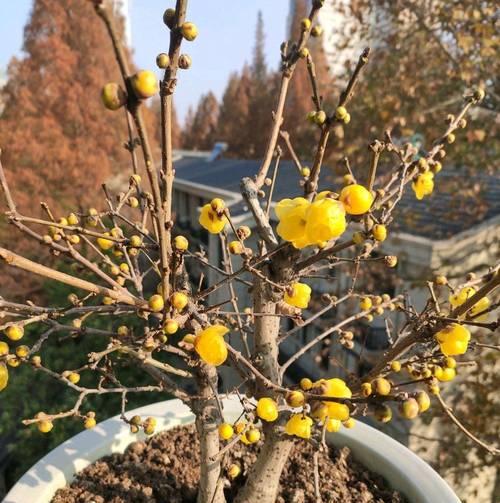 耐寒的花有哪些？哪些花卉能在寒冷中绽放？