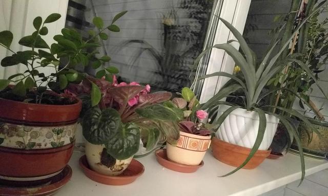哪些室内花卉最受欢迎？室内花卉的养护要点是什么？