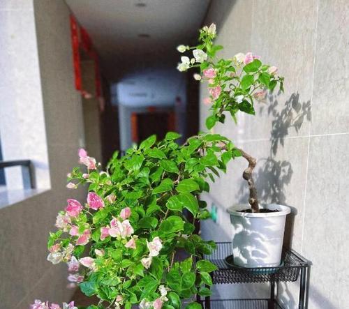 哪些室内花卉最受欢迎？室内花卉的养护要点是什么？