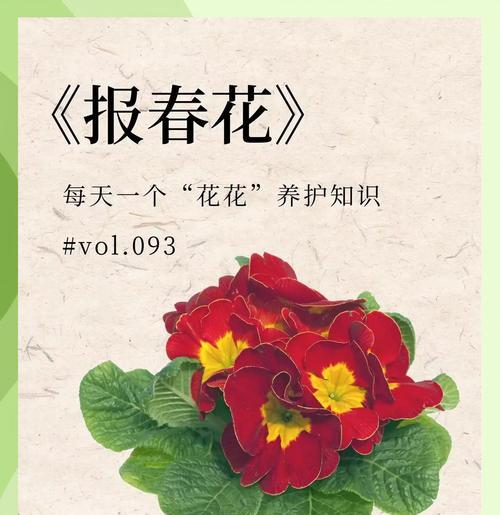 哪些室内花卉最受欢迎？室内花卉的养护要点是什么？