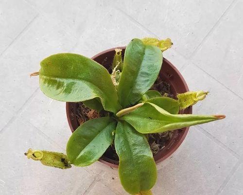 猪笼草浇水的最佳时机和方法是什么？