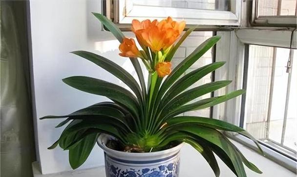 君子兰有哪些常见品种？不同品种君子兰有何区别？