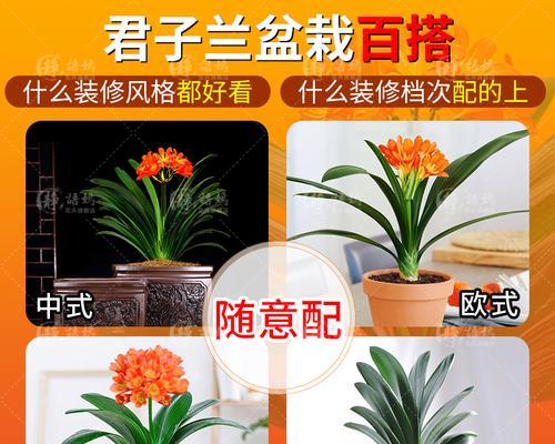 君子兰有哪些常见品种？不同品种君子兰有何区别？