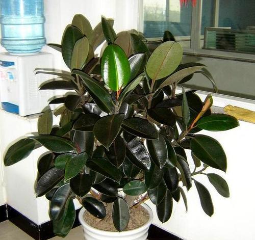 橡皮树有哪些品种？如何选择橡皮树品种？