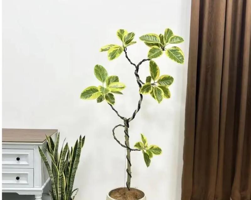 橡皮树有哪些品种？如何选择橡皮树品种？