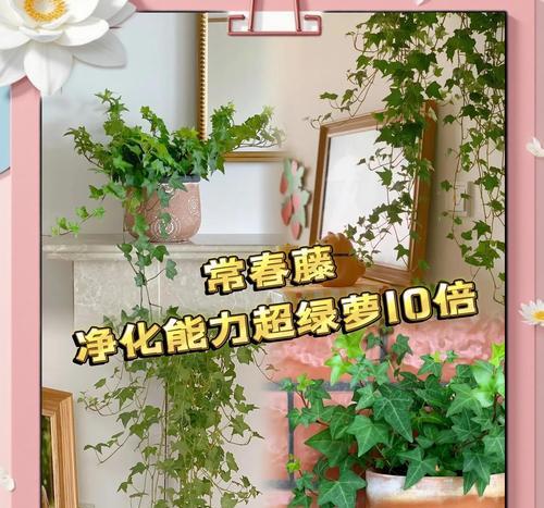 常春藤种植方法有哪些？