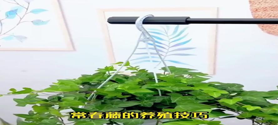常春藤种植方法有哪些？