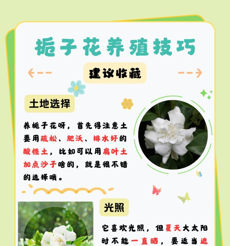 栀子花修剪的最佳时机和方法是什么？