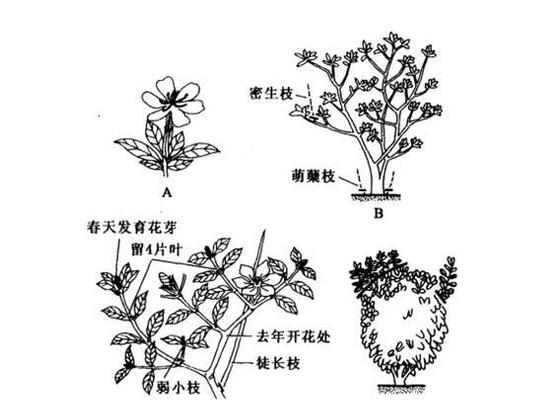 栀子花修剪的最佳时机和方法是什么？