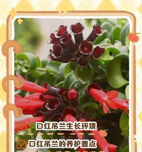 鱼嘴吊兰养殖方法是什么？如何确保其健康生长？