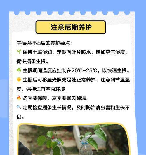 幸福树剪枝的最佳时机和方法？