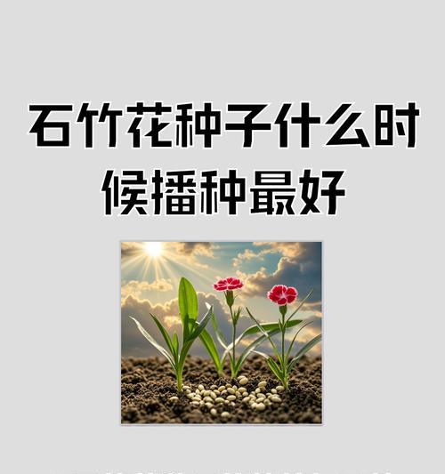 石竹梅的正确养护方法有哪些？