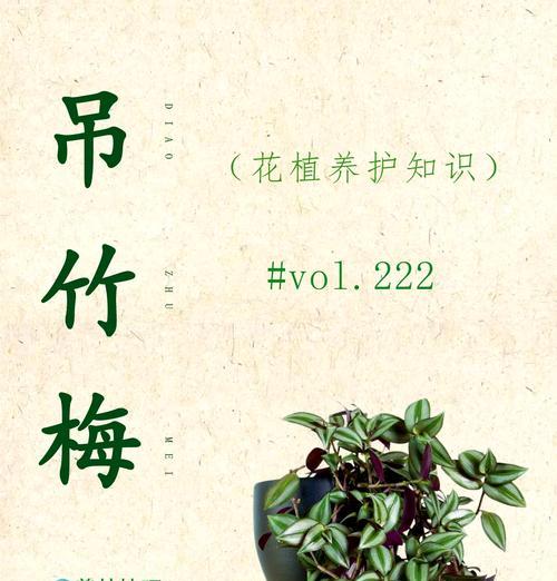 石竹梅的正确养护方法有哪些？