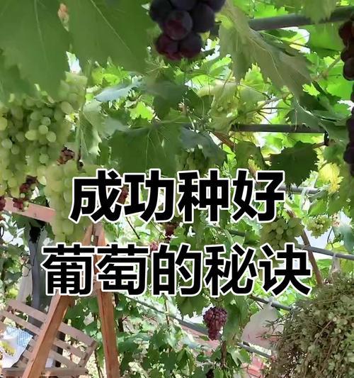 葡萄树的种植步骤是什么？如何提高产量？