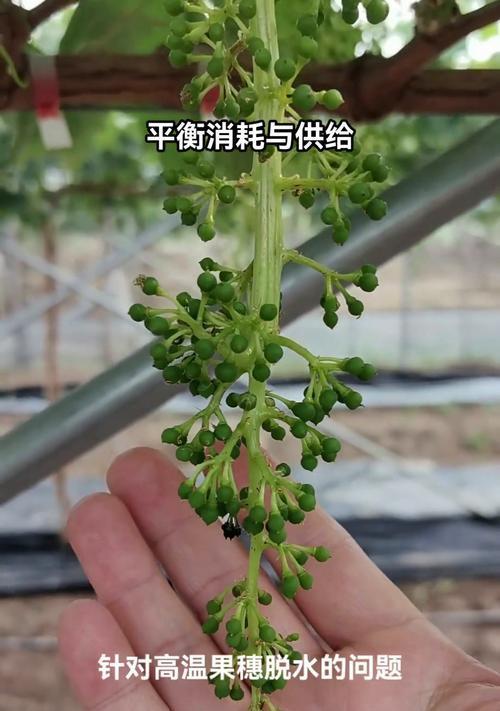 葡萄树的种植步骤是什么？如何提高产量？