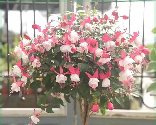 灯笼花需要施用哪种肥料？
