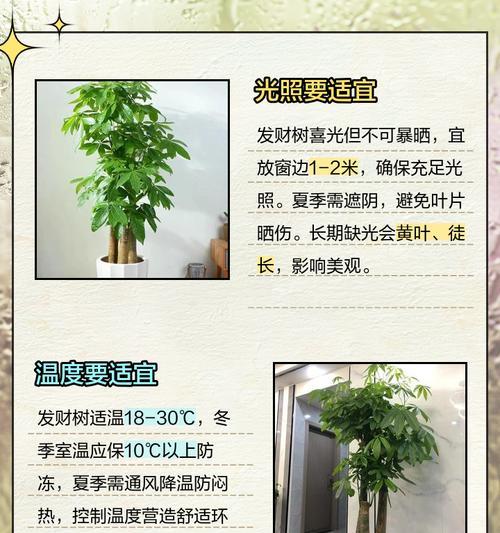 小发财树如何长得更高？有哪些促进生长的技巧？