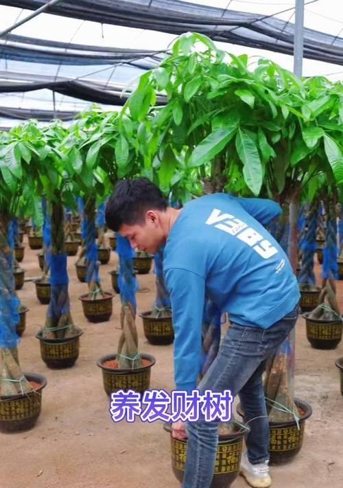 小发财树如何长得更高？有哪些促进生长的技巧？