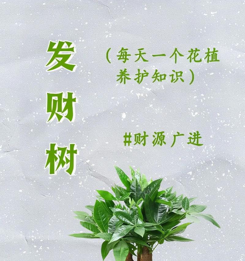 小发财树如何长得更高？有哪些促进生长的技巧？