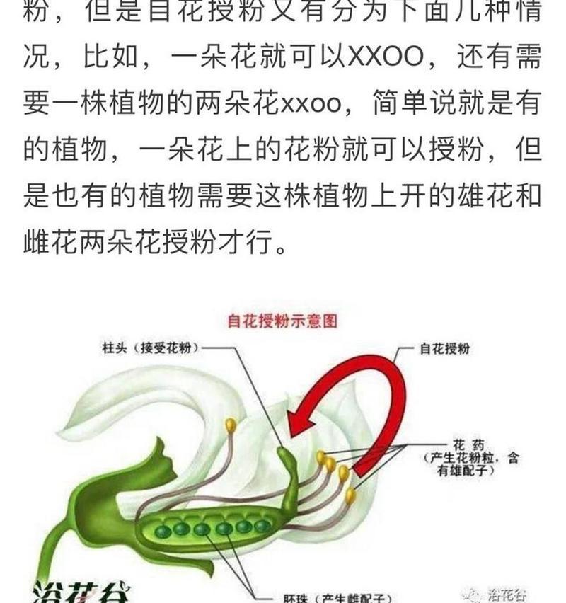 人工授粉的方法和步骤是什么？