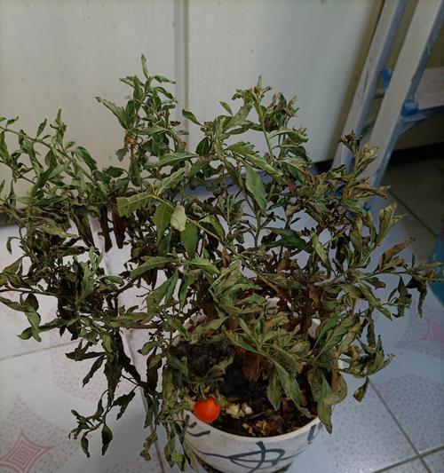 彩叶草叶子蔫了是什么原因？如何处理？
