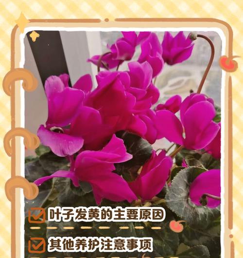 彩叶草叶子蔫了是什么原因？如何处理？