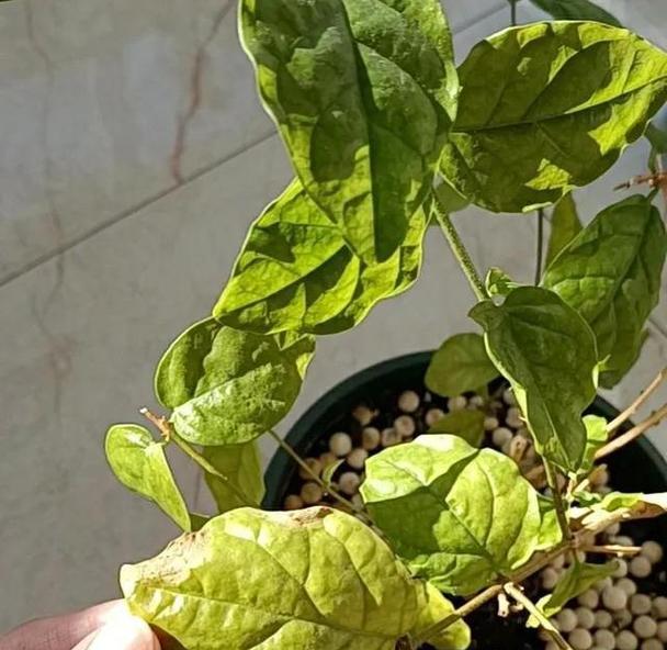 茉莉烂根的解决措施是什么？