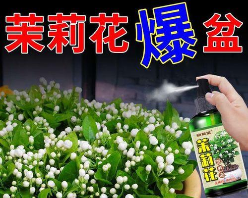 茉莉烂根的解决措施是什么？