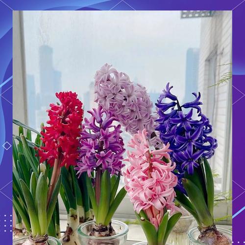 风信子栽培过程中需要注意什么？最佳栽培季节是什么时候？