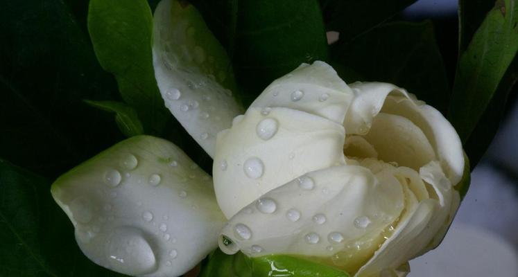 栀子花浇水有什么技巧？哪种水质最适合栀子花？