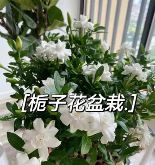 栀子花浇水有什么技巧？哪种水质最适合栀子花？