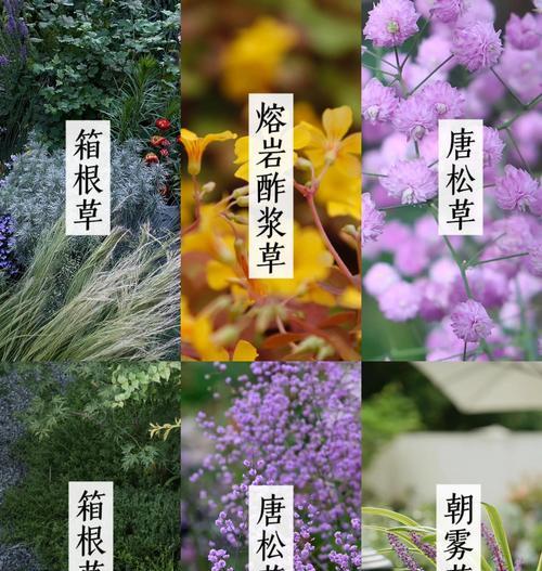 观花植物有哪些特点？如何选择适合观赏的植物？