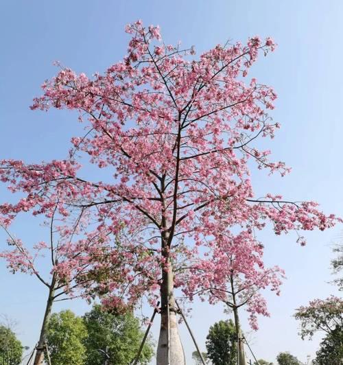 观花植物有哪些特点？如何选择适合观赏的植物？