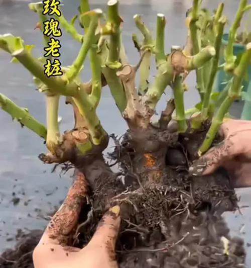盆栽玫瑰花种植方法是什么？如何种植才能开出美丽的玫瑰？