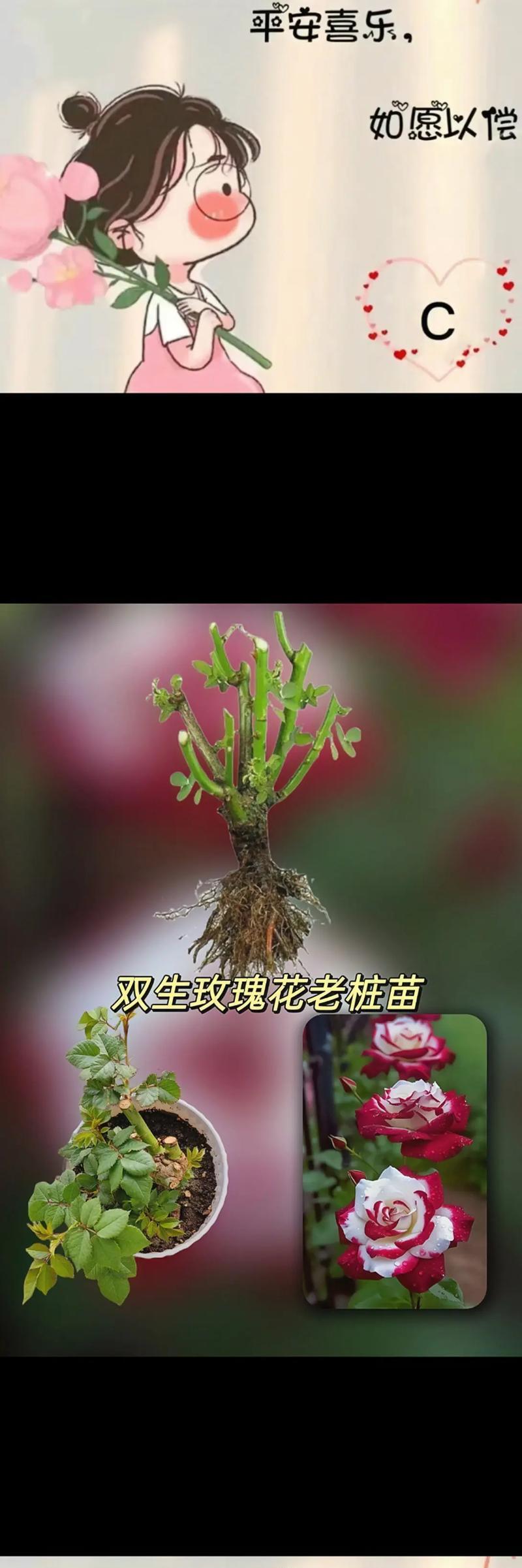 盆栽玫瑰花种植方法是什么？如何种植才能开出美丽的玫瑰？