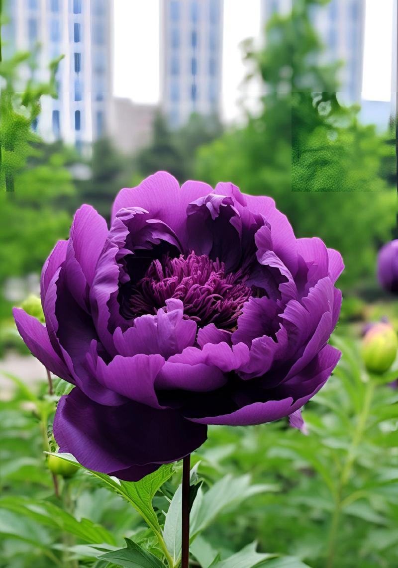 牡丹花开花的秘诀是什么？